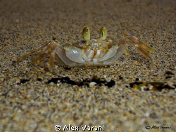 little sand crab on Siladen beach by Alex Varani 